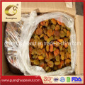 High Quality Dried Apricots with Ce